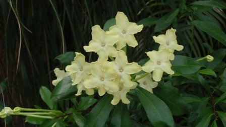 Brunfelsia nitida-Lady of the Night (2).JPG